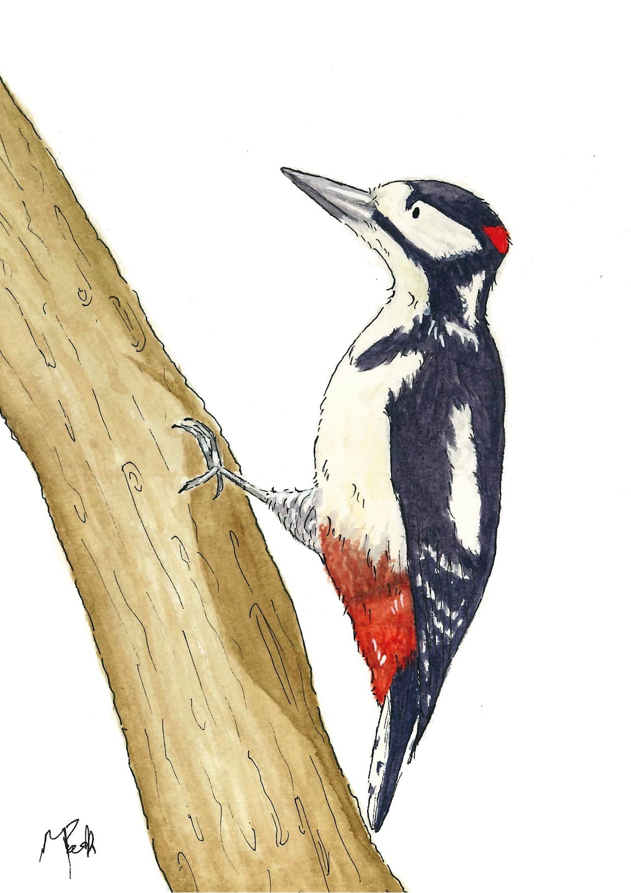 Great Spotted Woodpecker — watercolour greeting card by Meriel