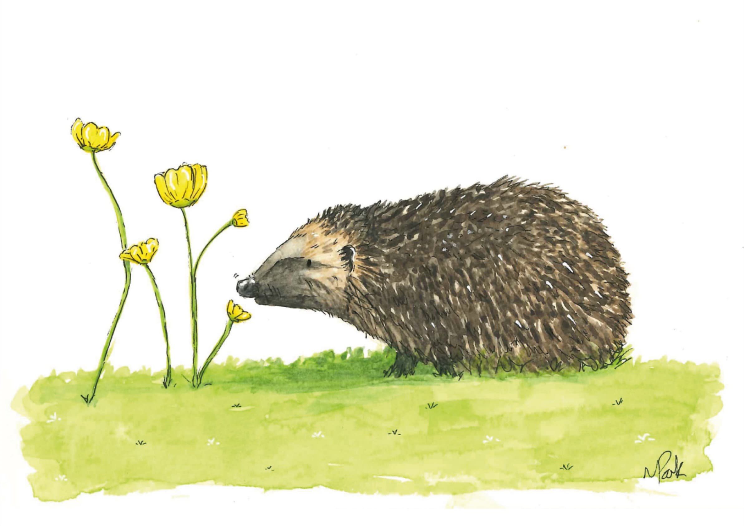 Hedgehog & Buttercups — watercolour greeting card by Meriel