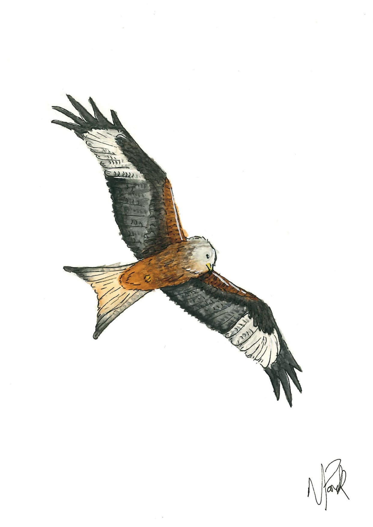 Red Kite — watercolour greeting card by Meriel