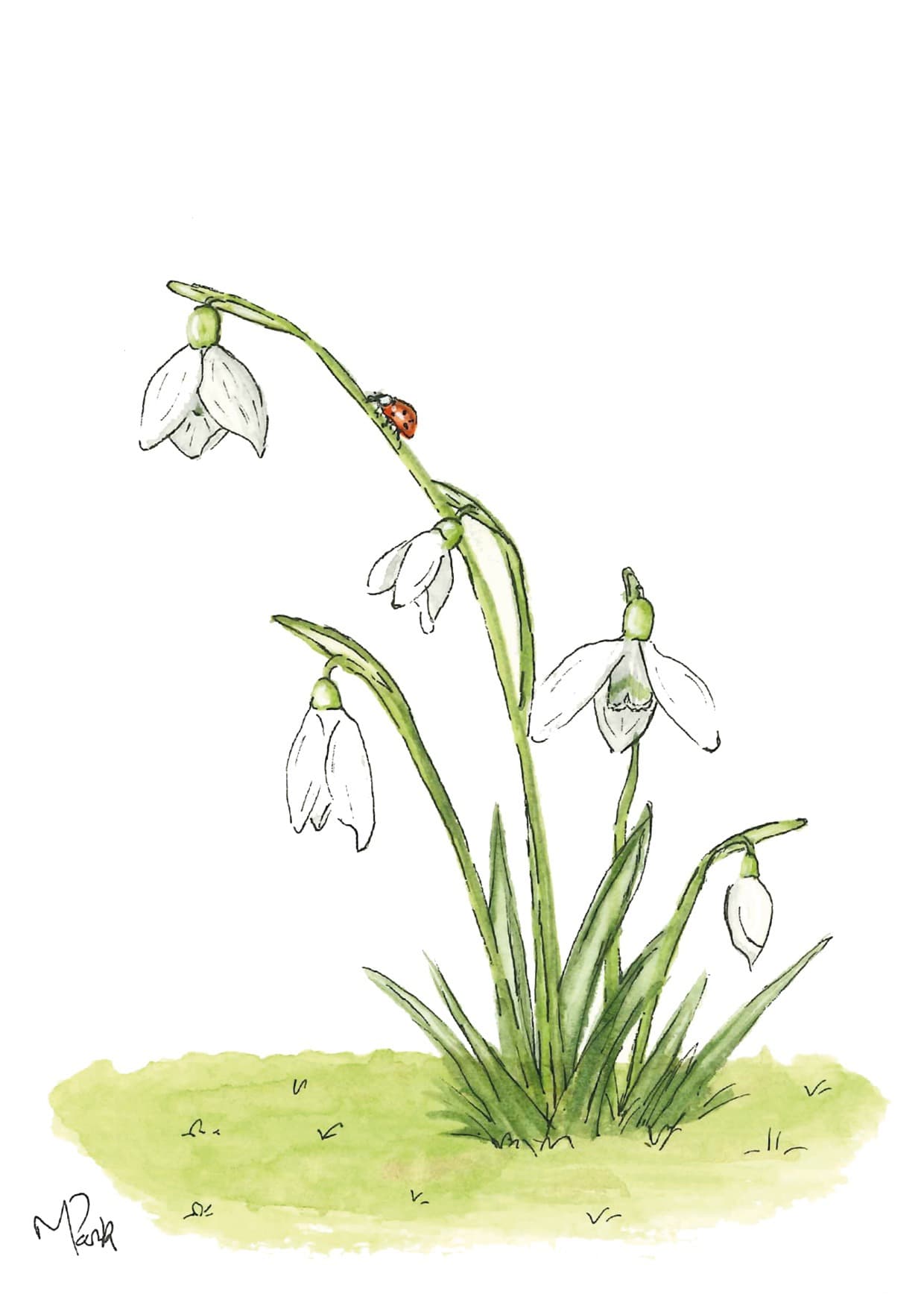Snowdrop — watercolour greeting card by Meriel