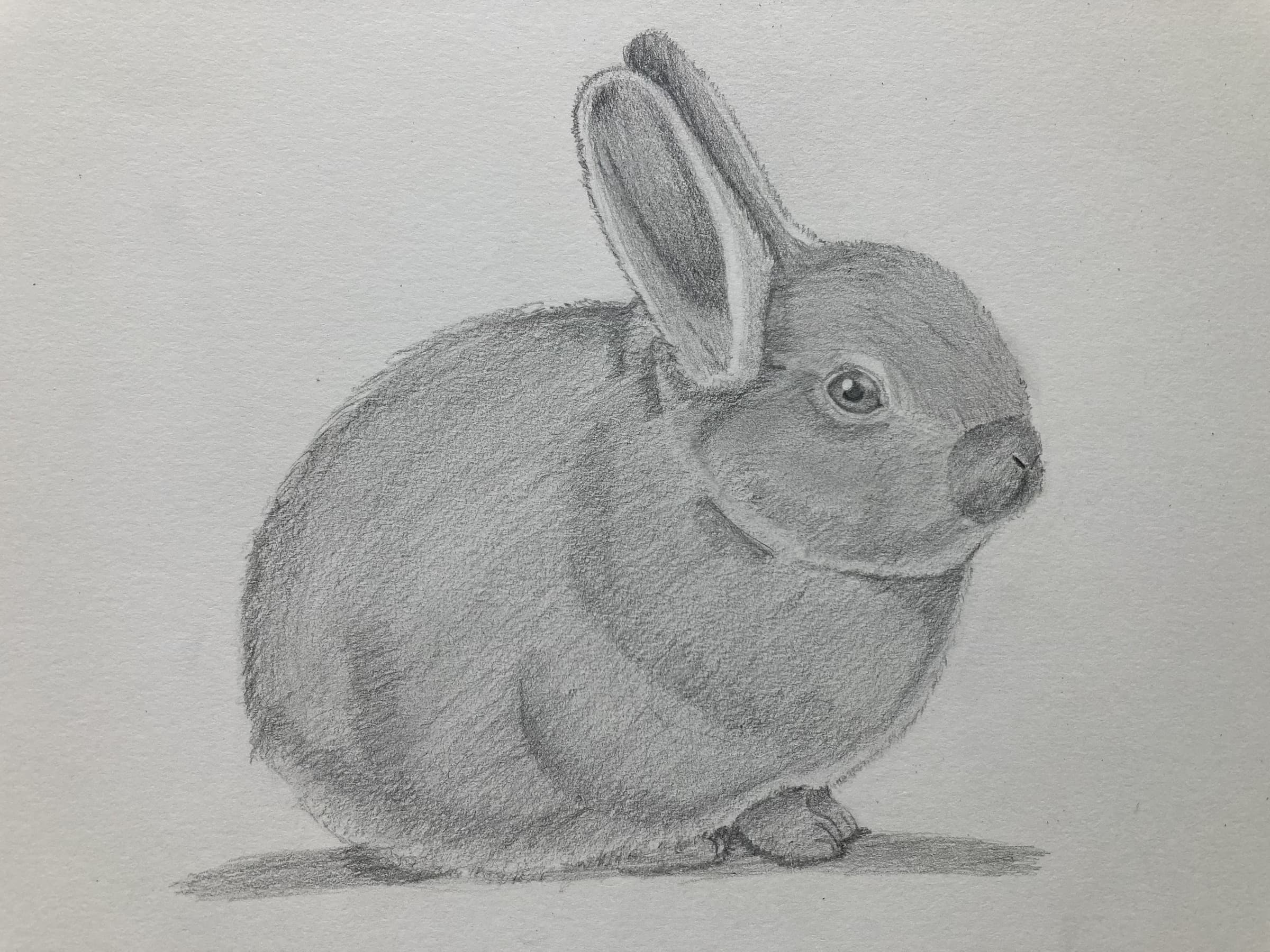 Rabbit